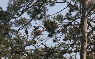 Rezerwat kormoranów