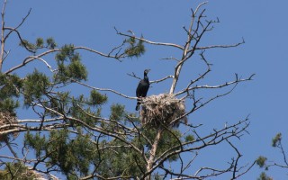 Rezerwat kormoranów