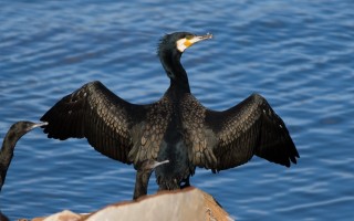 Rezerwat kormoranów